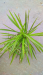 Spider plant